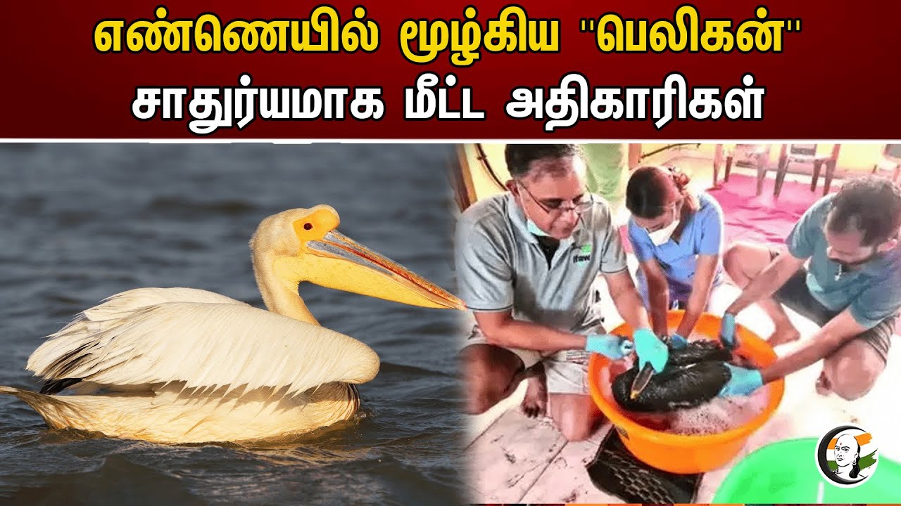 எண்ணெயில் மூழ்கிய "பெலிகன்"! சாதுர்யமாக மீட்ட அதிகாரிகள் | pelican | Oil spill | Ennore