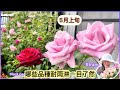 【5/1雨日】大雨中看看哪些玫瑰品種耐雨淋,哪些品種不耐雨一目了然#Erin玫瑰花園