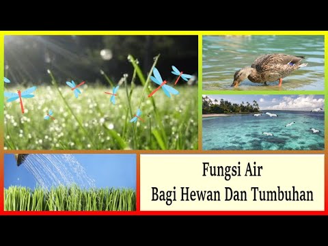 Fungsi Air Bagi Hewan Dan Tumbuhan