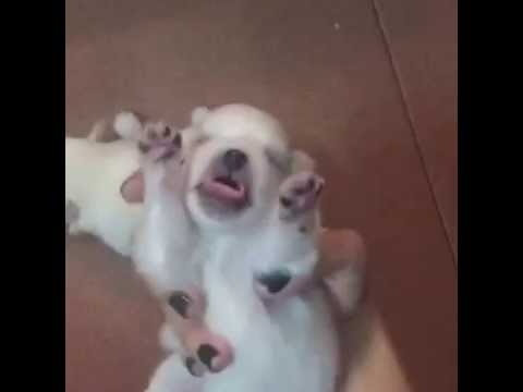 Chó fox sóc khi mới đẻ