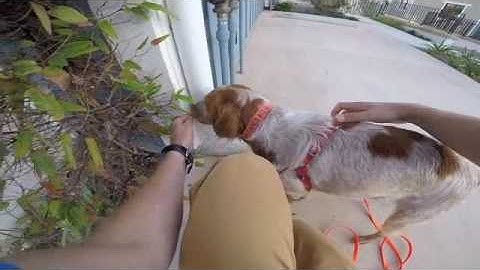 Beginner Scent Work - Thresholds and High Hides, Part 2