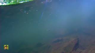 4K Forest Reflections - ASMR View from Beneath the Surface & Birdsong Above