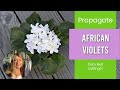 easy  How to Propagate African Violets