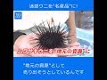 迷惑ウニを“名産品”に！【Nｽﾀ545】