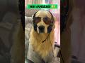Groot, koi call aye toh 'Bark' kar dena 🐶 #goldenretriever #dogshorts #fyp #funnydogvideos #viral
