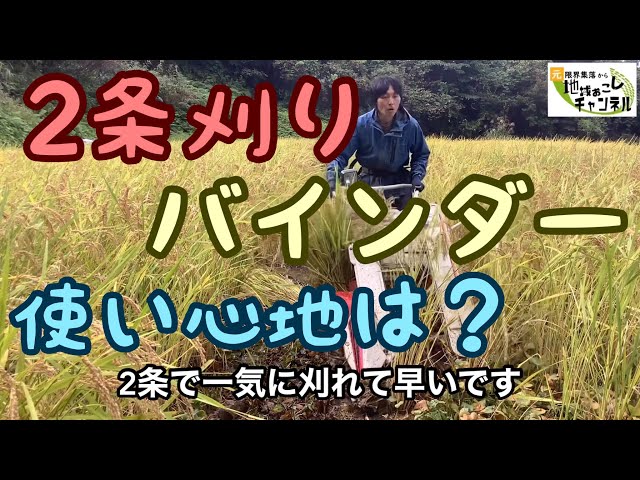 2条刈りのバインダーで農薬・化学肥料不使用のはざかけ米の稲刈りを 