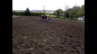 cultivating with horses