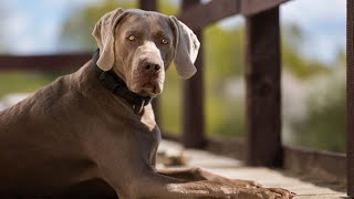 Are Weimaraners good at obedience training?