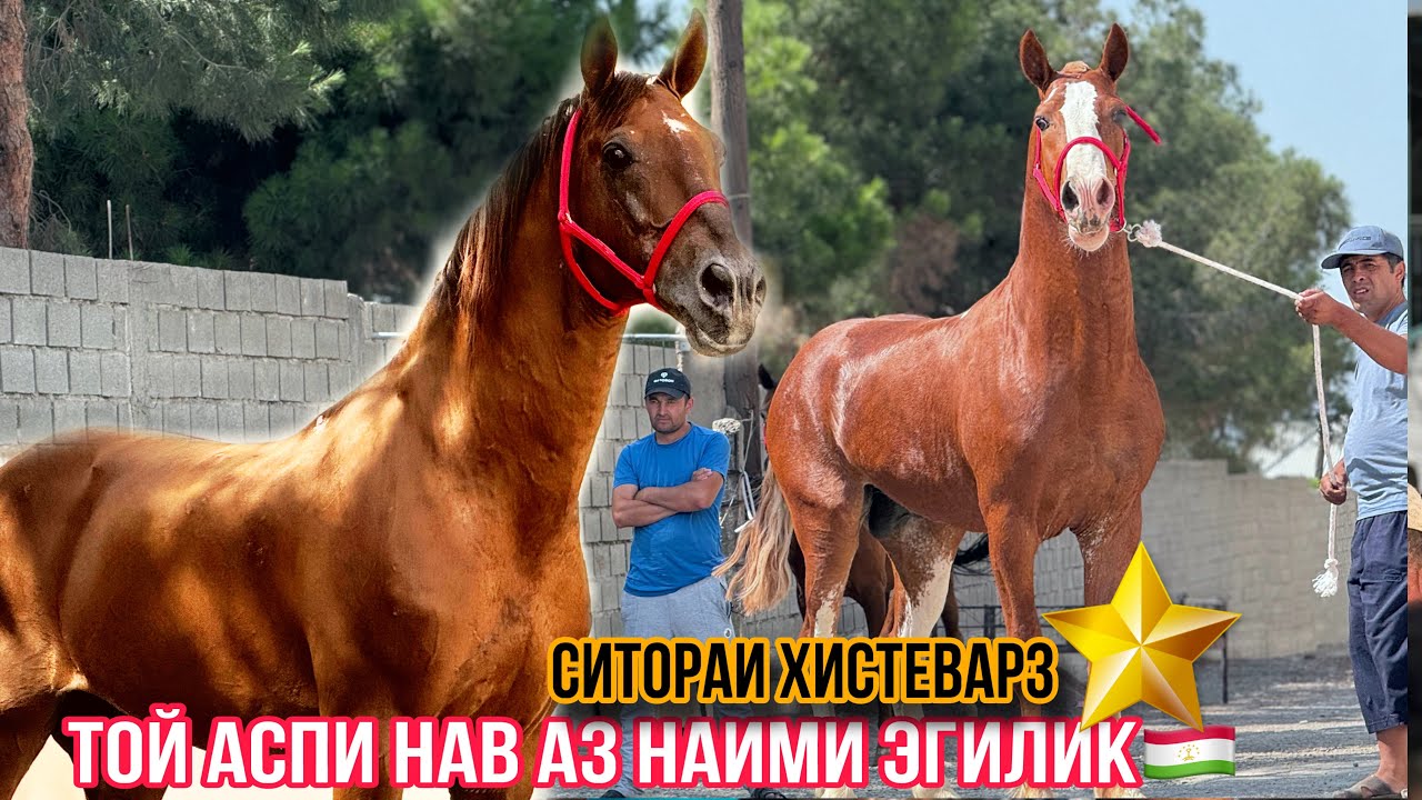 Той аспи нав аз Наими Эгилик рузи ида бие🇹🇯      15 июня 2024 г.