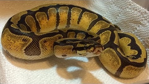 Repticon Pickups, Take a look at what I took home!