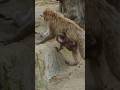 高尾山さる園のタイヨウくん