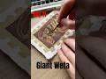 Day 11 Giant Weta! A harsh name for an impressive creature (who likes carrots) #wildlife #bugfacts