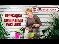 Пересадка комнатных растений в прямом эфире 🌺 Драцена 🌺 Мастер класс