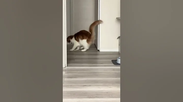 Video 9044371: coon cat meowing maine, maine coon sounds, mainecoon