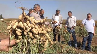 HARRAN OVASI'NDA YER FISTIĞI BEREKETİ