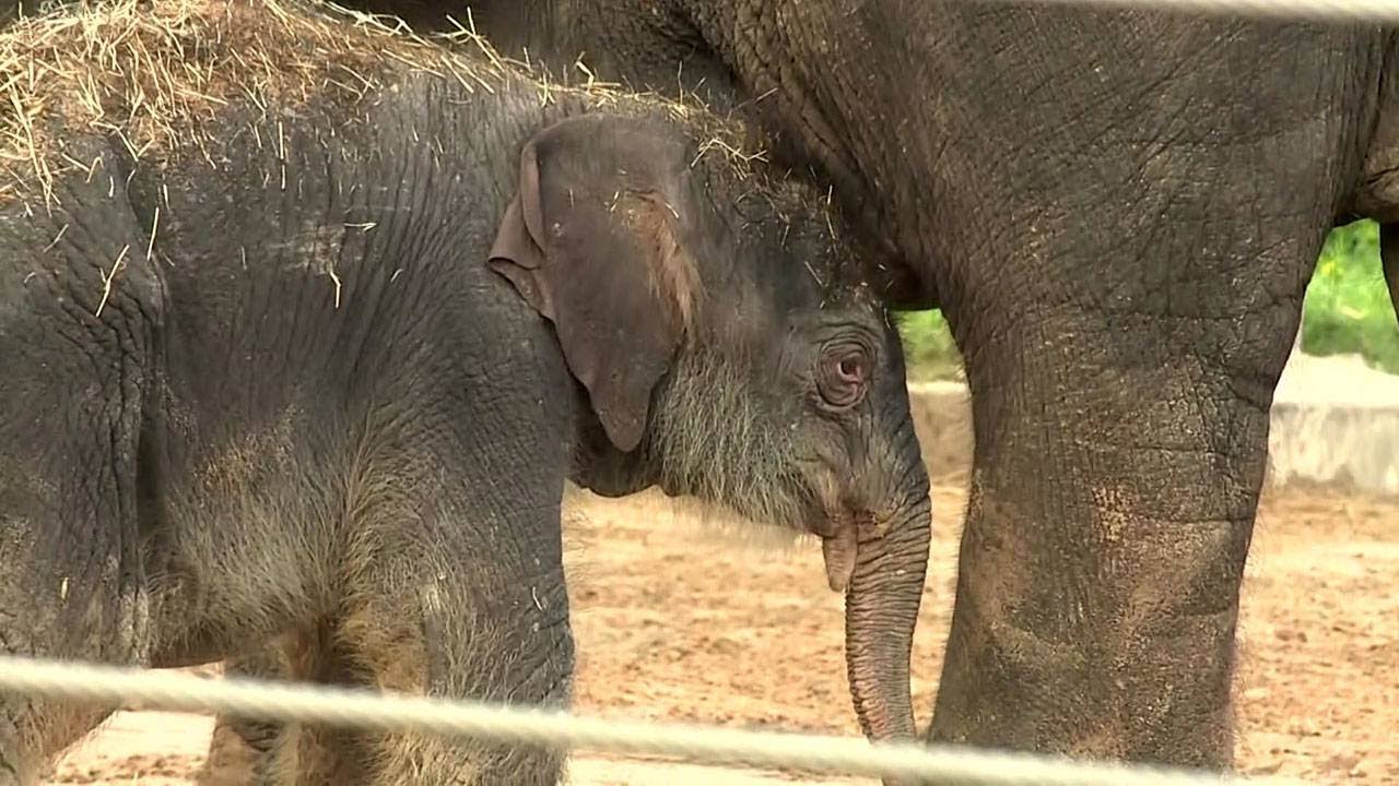 Click2Daily New baby elephant born at Houston Zoo YouTube