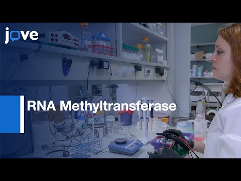 RNA Methyltransferase Activity