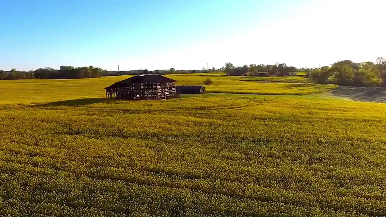 canola field