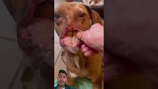 God don't give such pain to😭🙏 anyone #doglover #dog #god😭😭 #pain #face