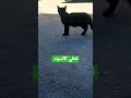 قط أسود