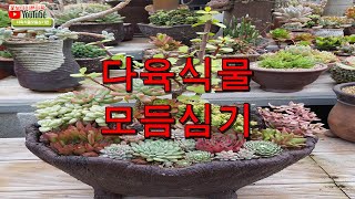 다육식물모듬심기(다육분갈이,분갈이,다육식물분갈이)fettpflanze/fleshy plant/Potting/换花盆/多肉植物/Planta suculenta