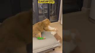 cutties cat fight each other #cat #funny #shorts #cute