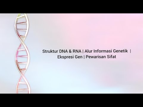 Video: Bagaimana informasi genetik dikodekan dalam DNA?