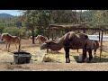 ITS HUMP DAY WITH A CAMEL