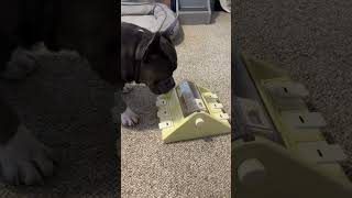 If You Want To Exhaust Your Dog And Make Them Work For Their Food - You Need This Kadtc Puzzle Slow