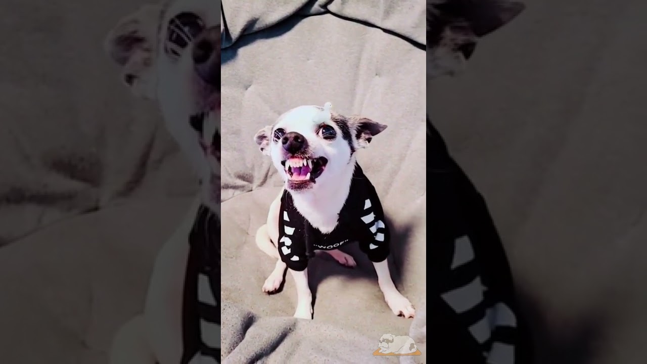 VIDEOS ENGRAÇADOS 32 - FUNNY VIDEOS 