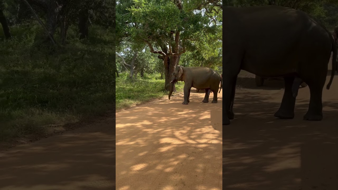 Vacation Sri Lanka. The King Of This Park 