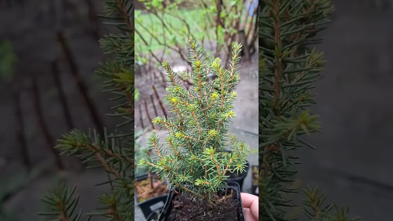 Розпаковка рослин від