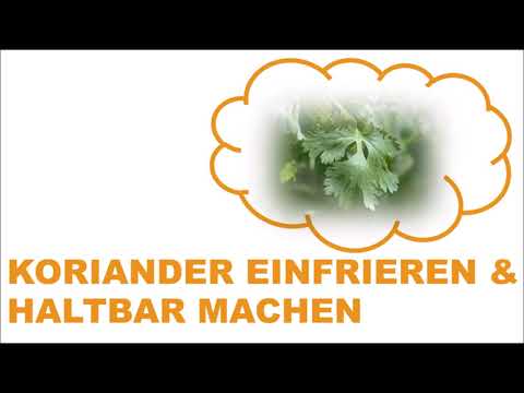 Koriander einfrieren & haltbar machen