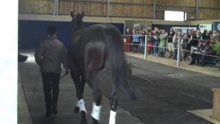Templar Spirit at the Beaufort Clinic Stallion Parade 30th October 2011