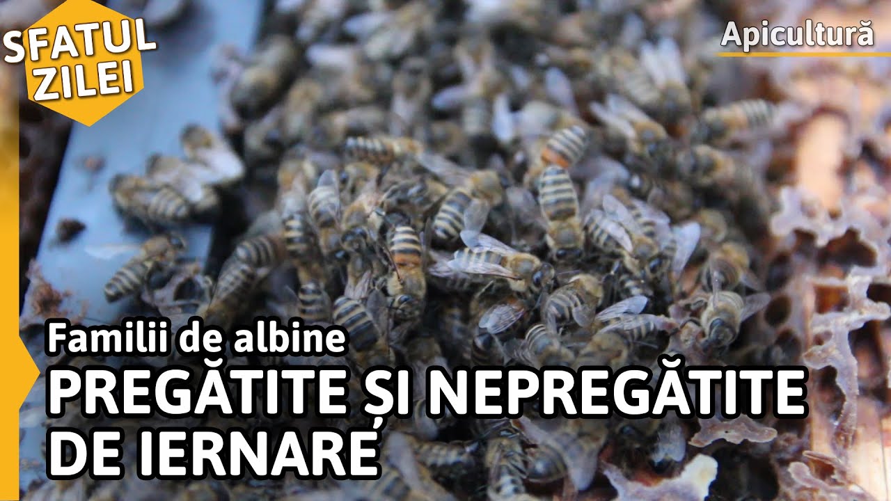 Familii de albine PREGĂTITE ȘI NEPREGĂTITE DE IERNARE [Sfatul zilei]