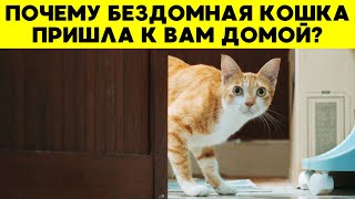 5 ДУХОВНЫХ ЗНАКОВ, когда бездомная кошка появляется у вашего дома!