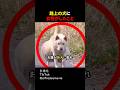 路上の犬に女性がしたこと#shorts#感動する話#感動#ほっこりする話#ほっこり#shortsvideo