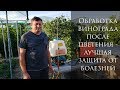 Обработка винограда после цветения! Успейте защитить свой виноградник от грибковых заболеваний