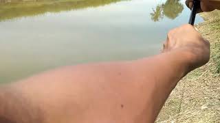 mancing gabus teknik lempar dan di tarik pelan dan sabar screenshot 4