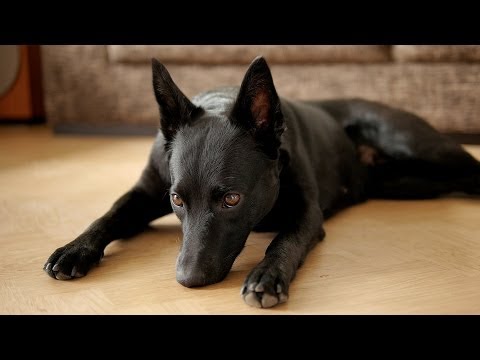 Video: Manchester Terriers vs Miniature Pinschers