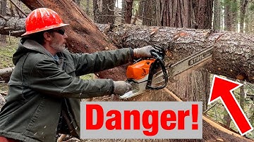 The Most Dangerous Mistakes When Cutting Trees (And How to Avoid Them)