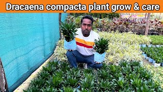 Care & Grow Dracaena Compacta Plant How To Grow & Care Dracaena Compacta Plant