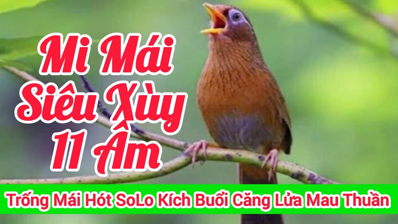 Mái Xùy 30 Phút Liên tục Rên Rỉ Kích trống Hót Căng Lửa Cả Ngày 