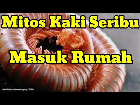 Video: Apa definisi kaki seribu?