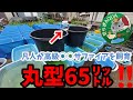 究極のメダカ丸型65Lに高級白斑サファイアを屋外飼育！稚魚を大きくする方法と適切な水合わせのタイミングについて。安らぎAQUAちゃんねる