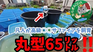 究極のメダカ丸型65Lに高級白斑サファイアを屋外飼育！稚魚を大きくする方法と適切な水合わせのタイミングについて。安らぎAQUAちゃんねる