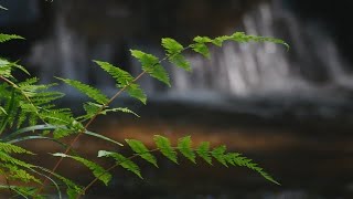 Relaxing Jungle Waterfall & Bird Sounds For Sleeping ~ Forest Wood Rainforest Creek Animal Ambience by Sounds4Sleeping 10,558 views 3 years ago 2 hours, 30 minutes