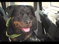 PERROS - ¿Cómo viajar con el perro en el coche? Especial perros medianos y grandes
