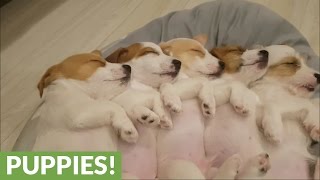 Sleeping Jack Russell puppies will melt your heart!