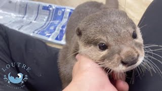 歳下の面倒を見るお姉さんカワウソ登場！　An older otter who takes care of younger one appears!
